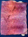 6865 Maori Sunset book, closed.jpg (137198 bytes)