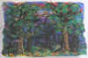 Enchanted Forest