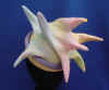 Sea urchin hat